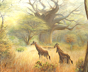 Giraffe's Of Cameroon