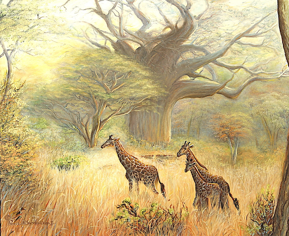 Giraffe's Of Cameroon