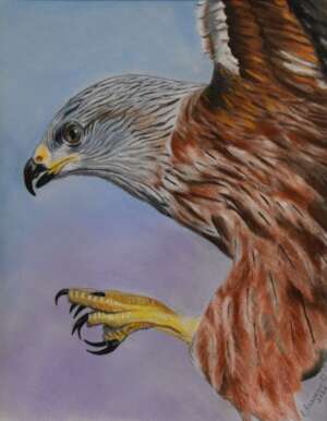 Avery Anderson - Red Kite sm